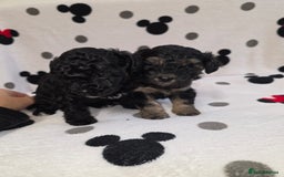 Maltipoo dogs for sale: Maltipoo Puppies 2 Beautiful Girls Available! - Image 4