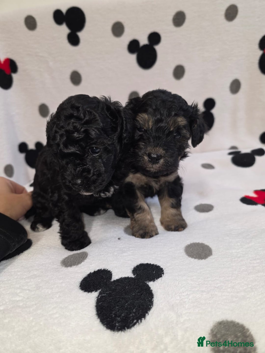 Maltipoo dogs for sale: Maltipoo Puppies 2 Beautiful Girls Available! - Image 4