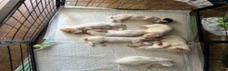 Sprocker dogs for sale: 8 beautiful sprocker spaniels for sale in Harwich - Advert 6