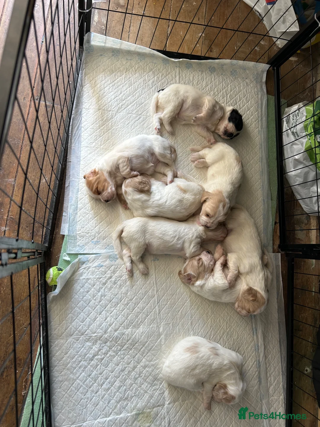 Sprocker dogs for sale: 8 beautiful sprocker spaniels for sale in Harwich - Advert 6