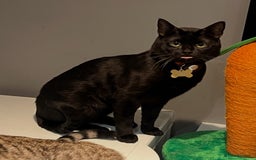 Bengal cats for sale: Free male Bengal needing his forever home  - Image 9