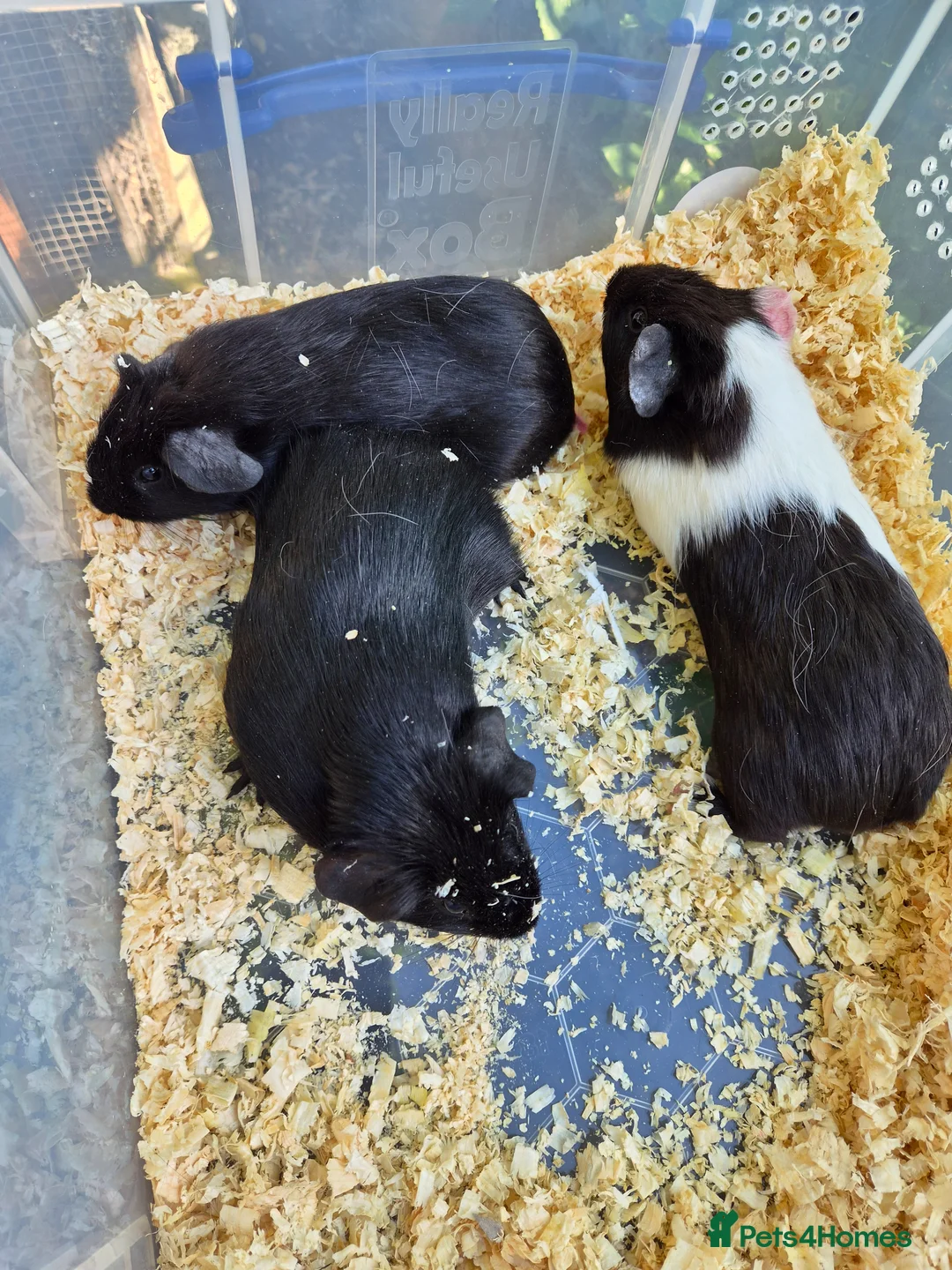 Guinea Pig rodents for sale: 3 baby male guinea pigs for sale £25 each  in Manchester - Advert 9