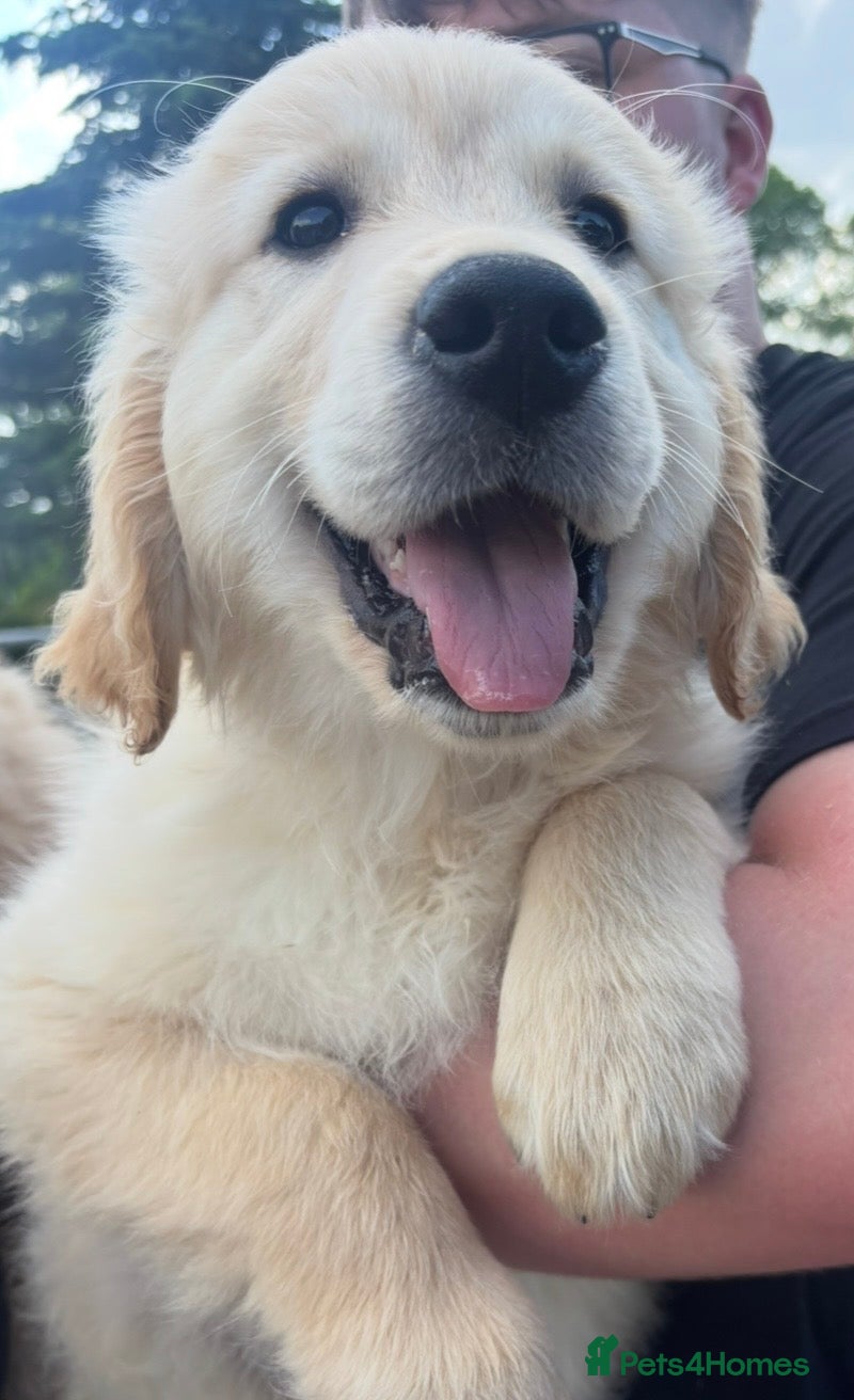 Golden Retriever dogs **1 boy available **-Golden Retriever Pups - Advert 2
