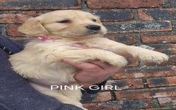 Golden Retriever dogs for sale: KC GOLDEN RETRIEVER PUPPIES HEALTH TESTED PARENTS  - Image 11
