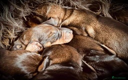 Dachshund dogs for stud: KC Registered Wirehaired Dachshund for Stud in Stoke-on-Trent - Image 15