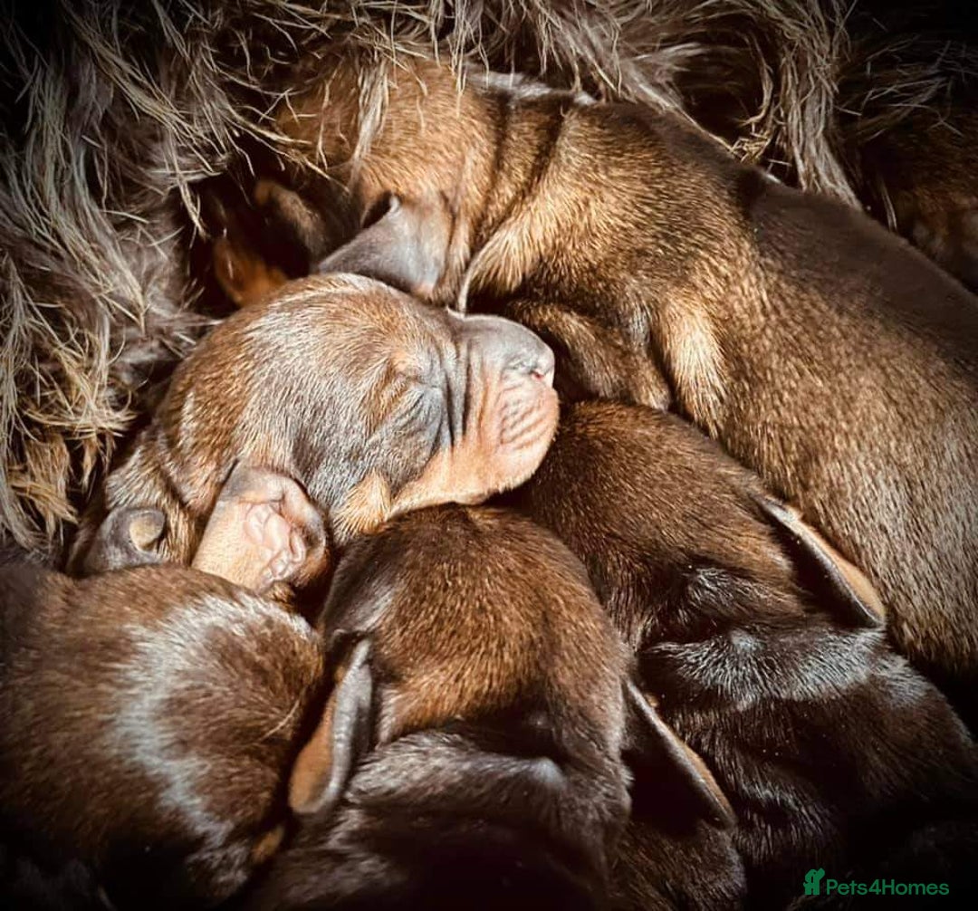 Dachshund dogs for stud: KC Registered Wirehaired Dachshund for Stud in Stoke-on-Trent - Image 15