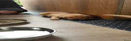 Labrador Retriever dogs for sale: Beautiful Red Fox Labrador Retriever Puppies - Advert 18