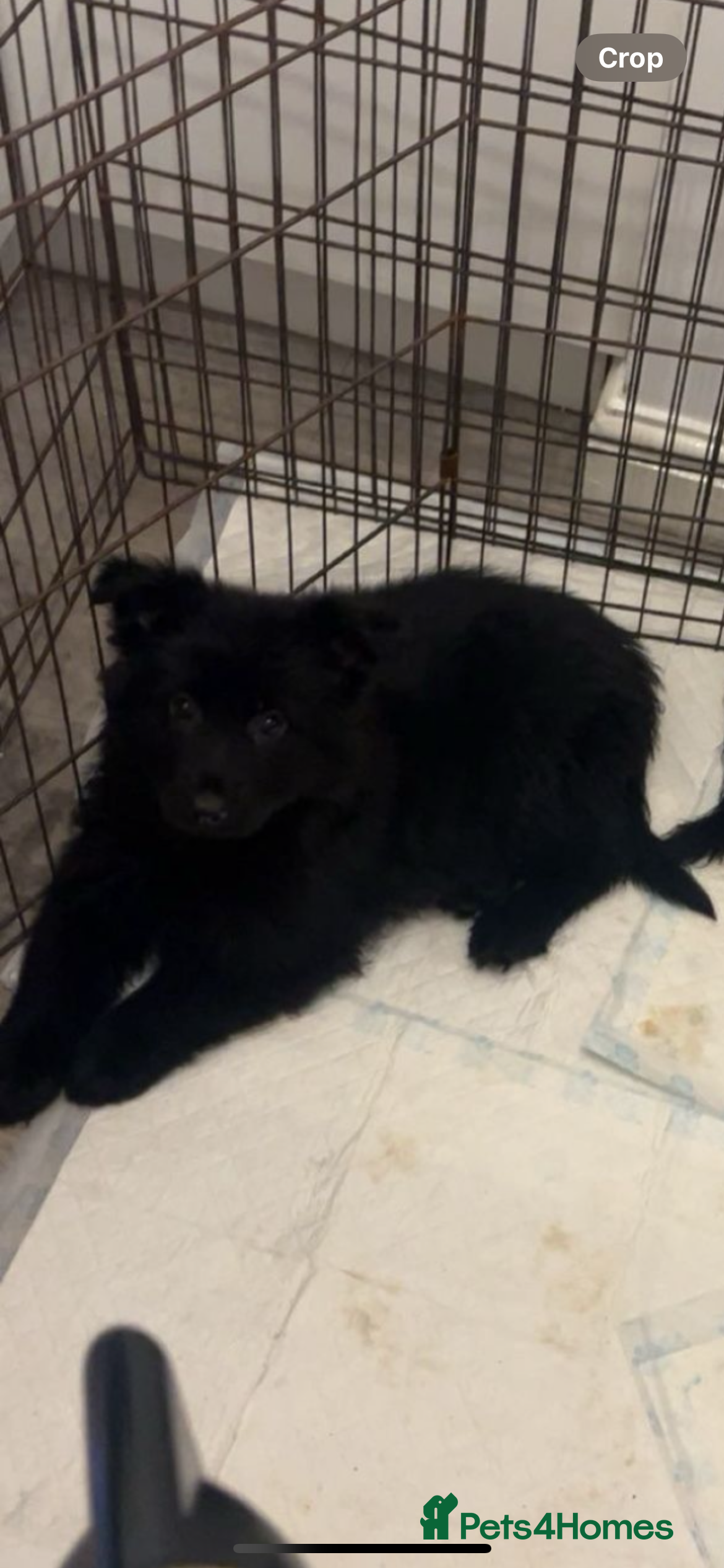 German Shepherd dogs German Shepherd puppy - Advert 11