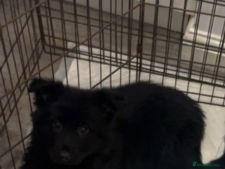 German Shepherd dogs German Shepherd puppy - Advert 3