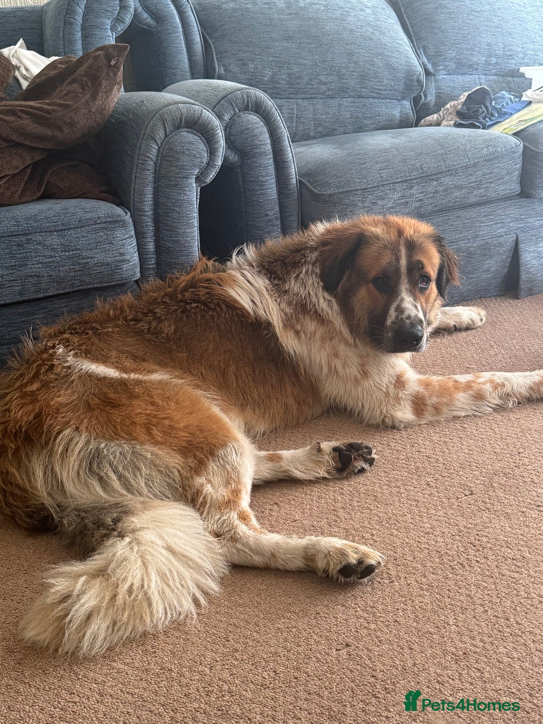 Newfoundland dogs for sale: Newfoundland 2 year old  - Advert 8