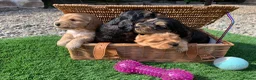 Cocker Spaniel dogs for sale: Show type cocker spaniel puppies - Advert 2