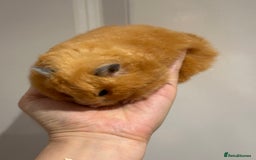 Hamster rodents for sale: Chubby & Friendly Retired Longhaired Cream Girl - Image 4