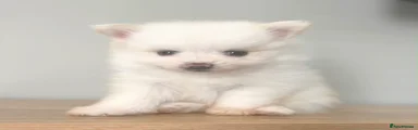 Pomeranian 3