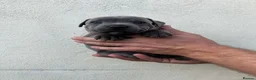 Staffordshire Bull Terrier dogs for sale: Gorgeous blue KC Staffy Pups *Champion Bloodlines* - Advert 22