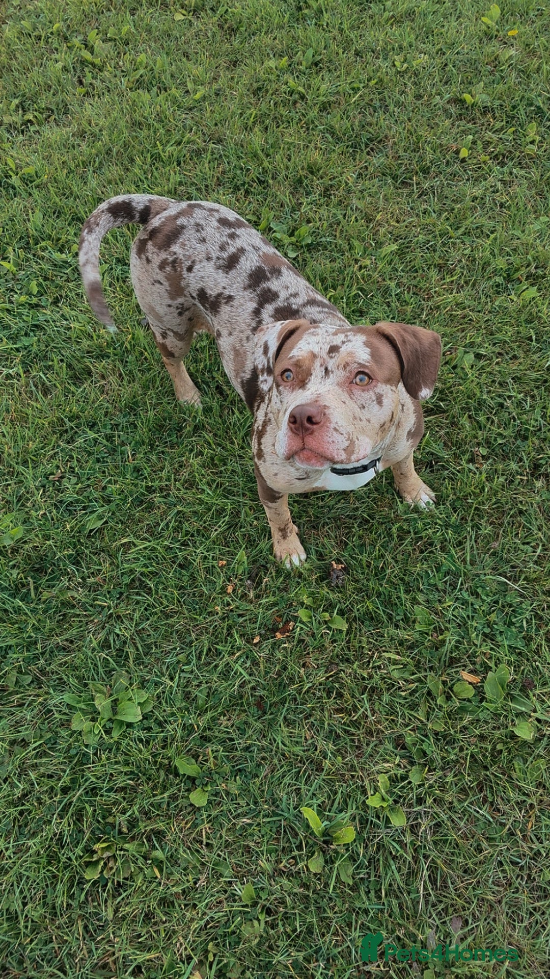 Mixed Breed dogs for sale: Bullypit/labrador pups for sale  - Advert 10