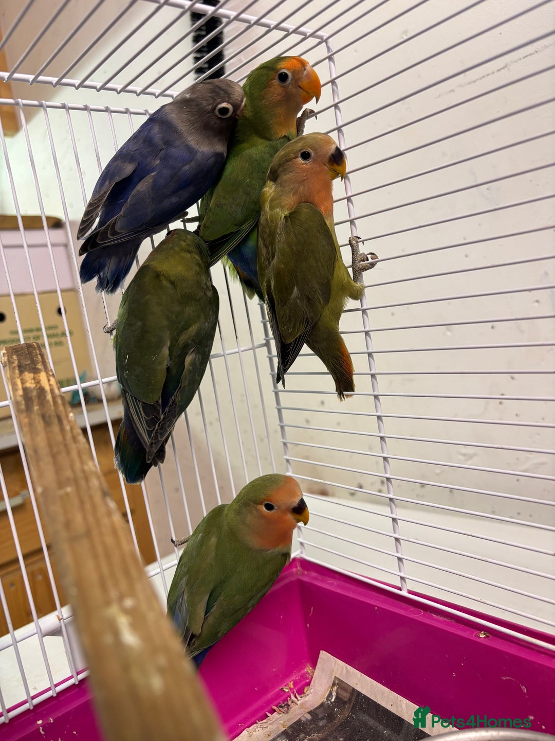 Lovebirds birds for sale: Young livebirds - Advert 2