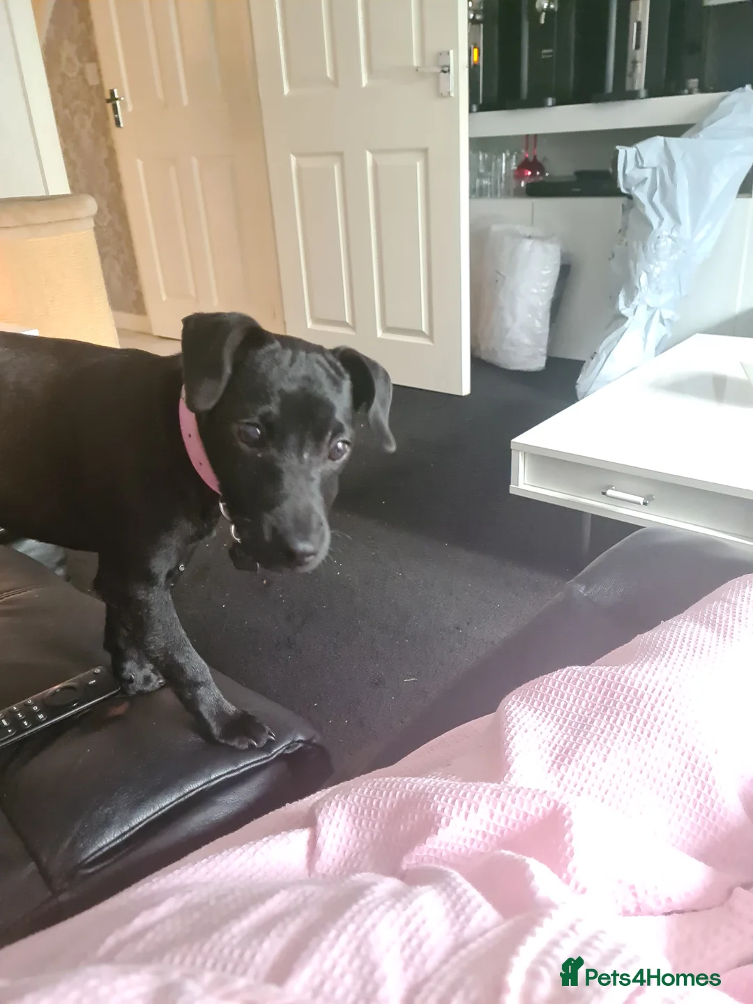 Patterdale Terrier dogs for sale: Female Paterdale Terrier 7 months old - Advert 16