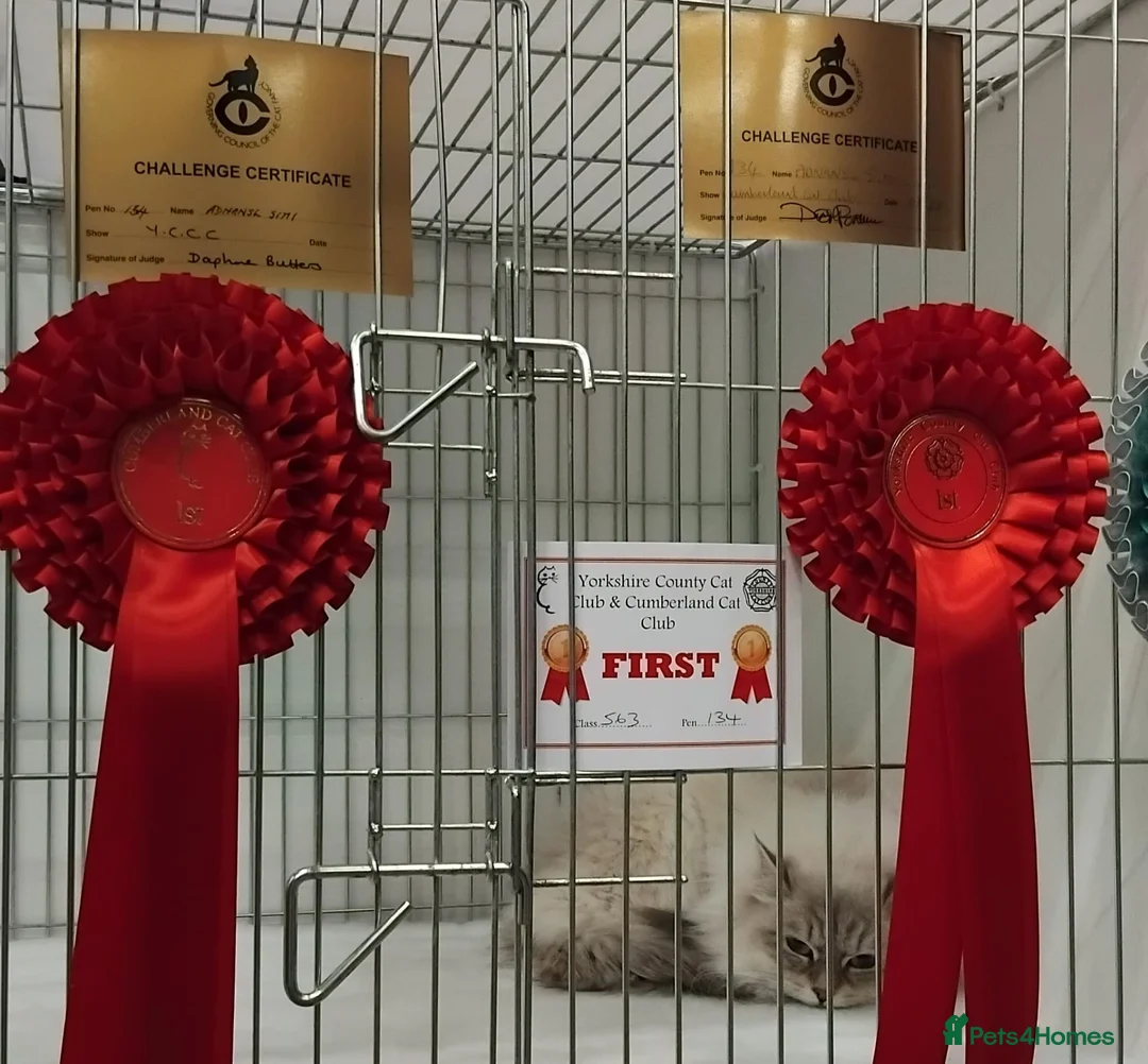 Siberian cats for sale: GCCF Registered Pure Siberian Kittens For Sale  - Advert 11