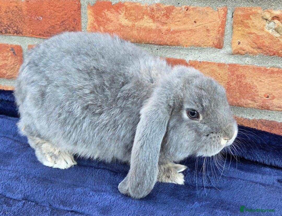 French Lop rabbits for sale: Beautiful French Lops - Image 11