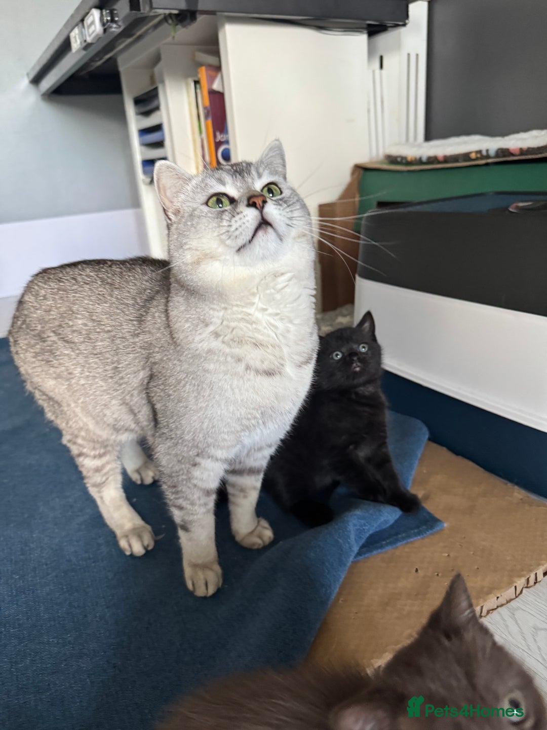 British Shorthair cats for sale: 2 Outstanding BSHLitter Chinchilla &Classic Lines) - Advert 16