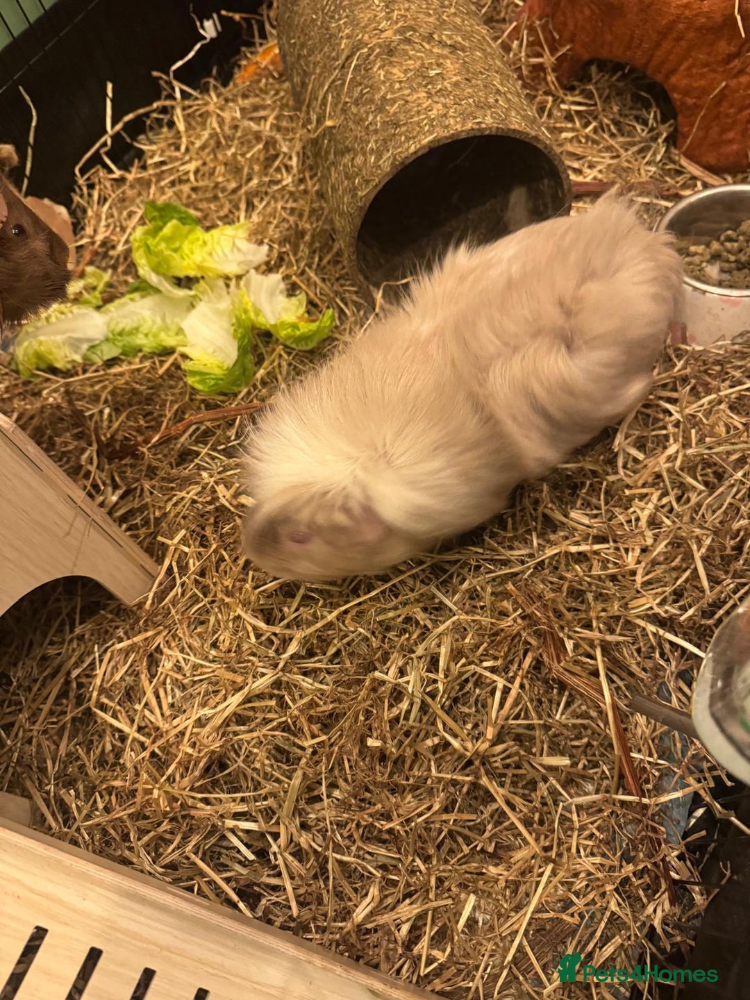 Guinea Pig rodents for sale: Two Guinea pigs for sale cage included  - Advert 4