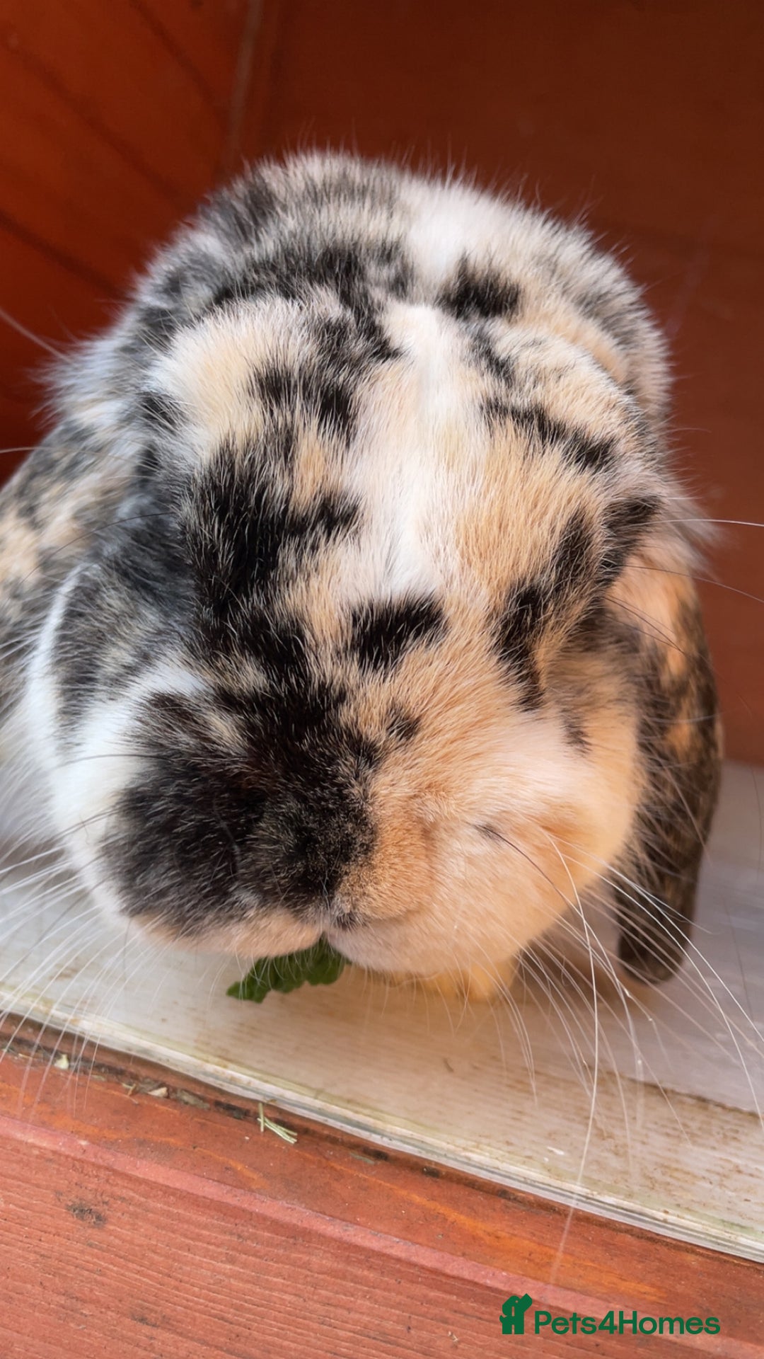 Dwarf Lop rabbits for sale: Beautiful male dwarf lop  - Image 6