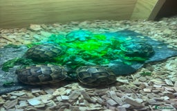 Tortoise reptiles for sale: Only 1 Babi left !! - Image 11