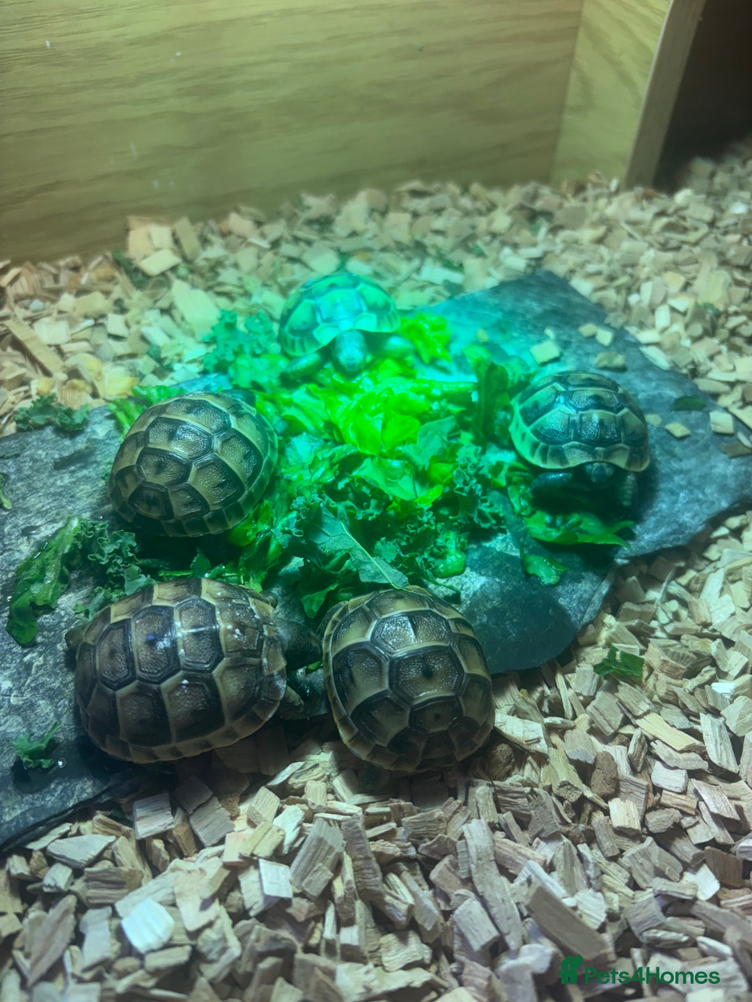 Tortoise reptiles for sale: Only 1 Babi left !! - Image 11