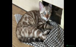Bengal cats for sale: 🖤 TICA REGISTERED 🔥 ONLY 1 LEFT 🩶  - Image 12