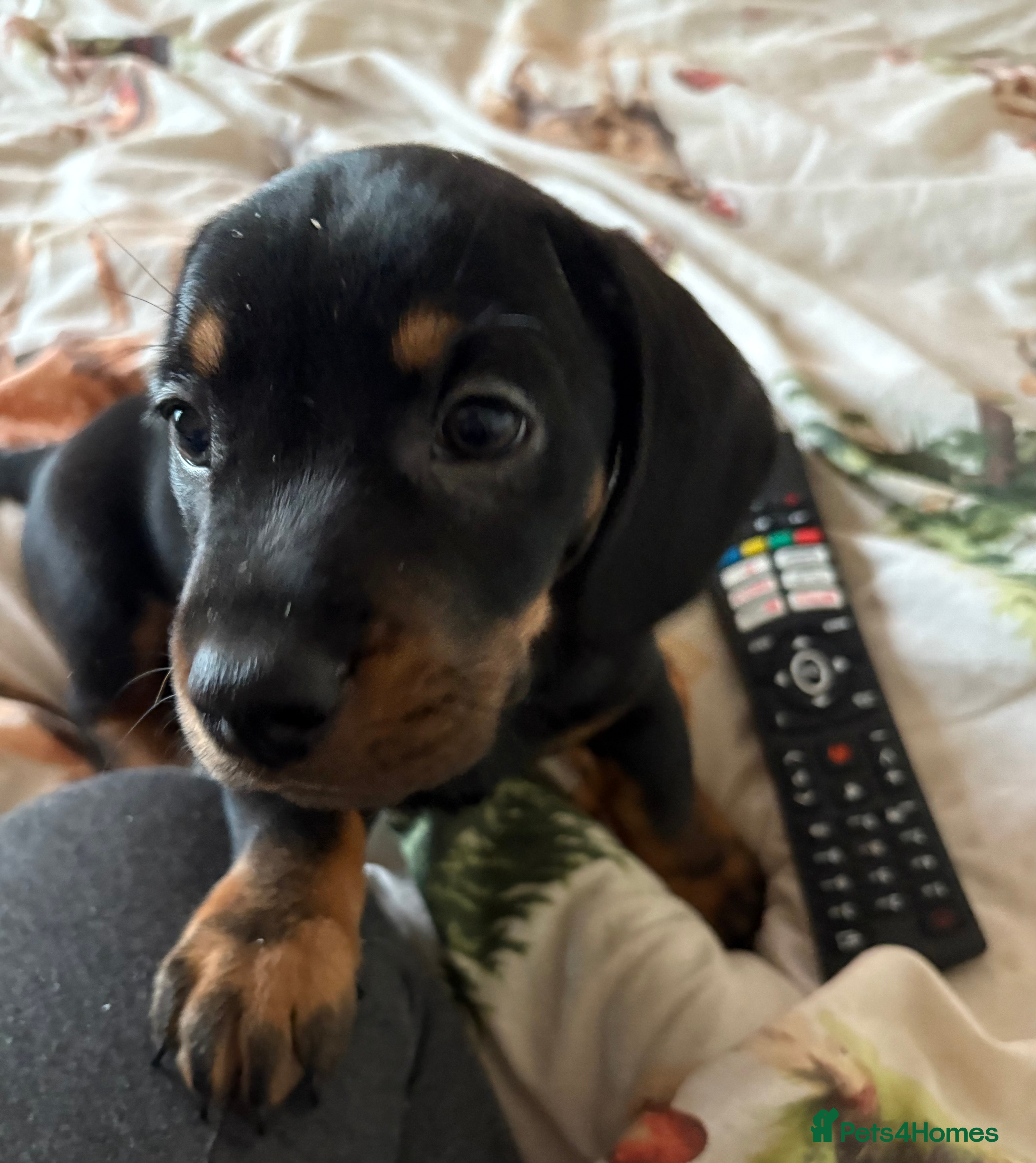 Mixed Breed dogs French bulldog x daschund - Advert 5