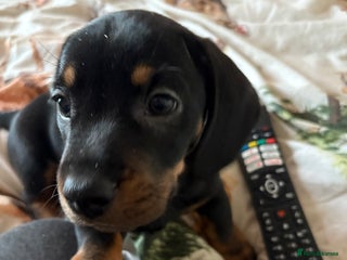 Mixed Breed dogs French bulldog x daschund - Advert 4