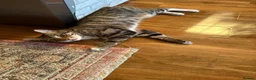 Domestic Shorthair cats for sale: Roco male cat  in High Wycombe - Advert 2