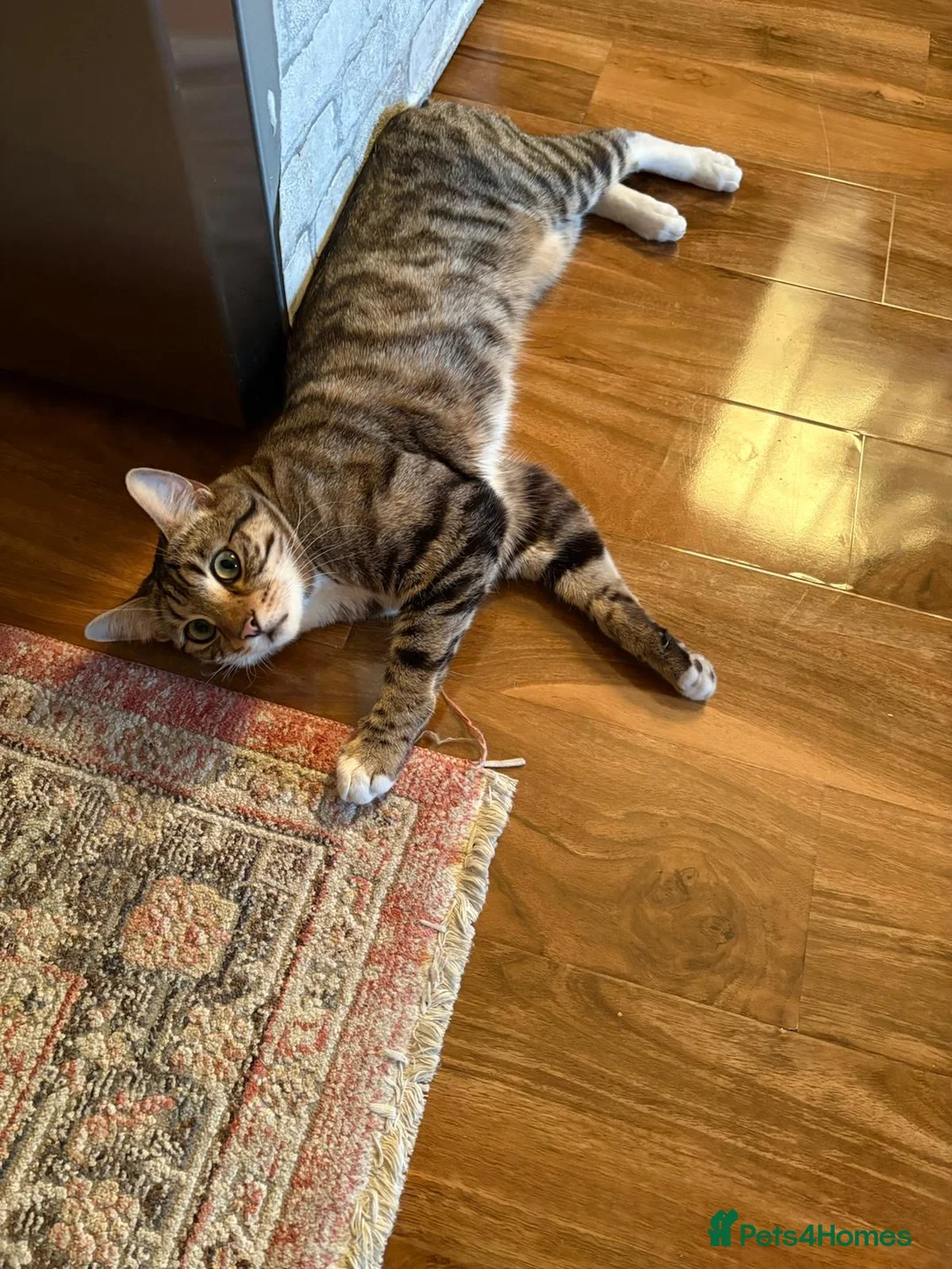 Domestic Shorthair cats for sale: Roco male cat  in High Wycombe - Advert 2
