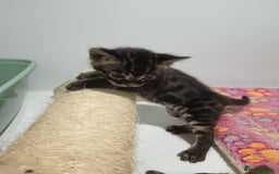 Bengal cats for sale: Pure Bengal kittens - Image 29