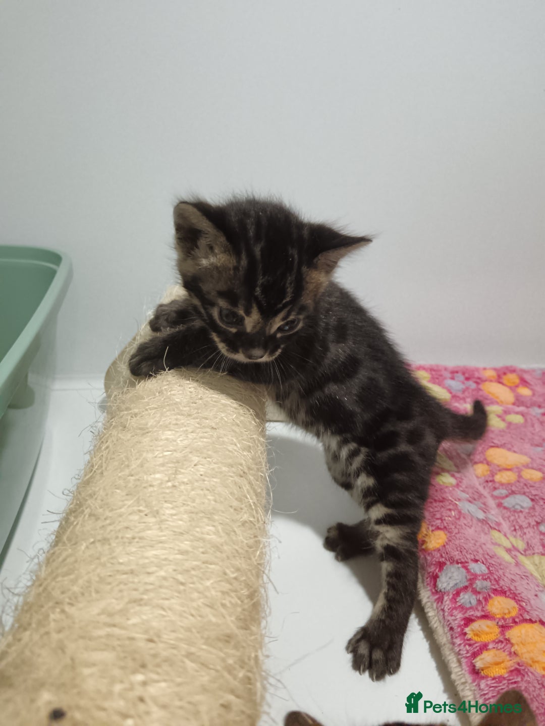 Bengal cats for sale: Pure Bengal kittens - Image 29