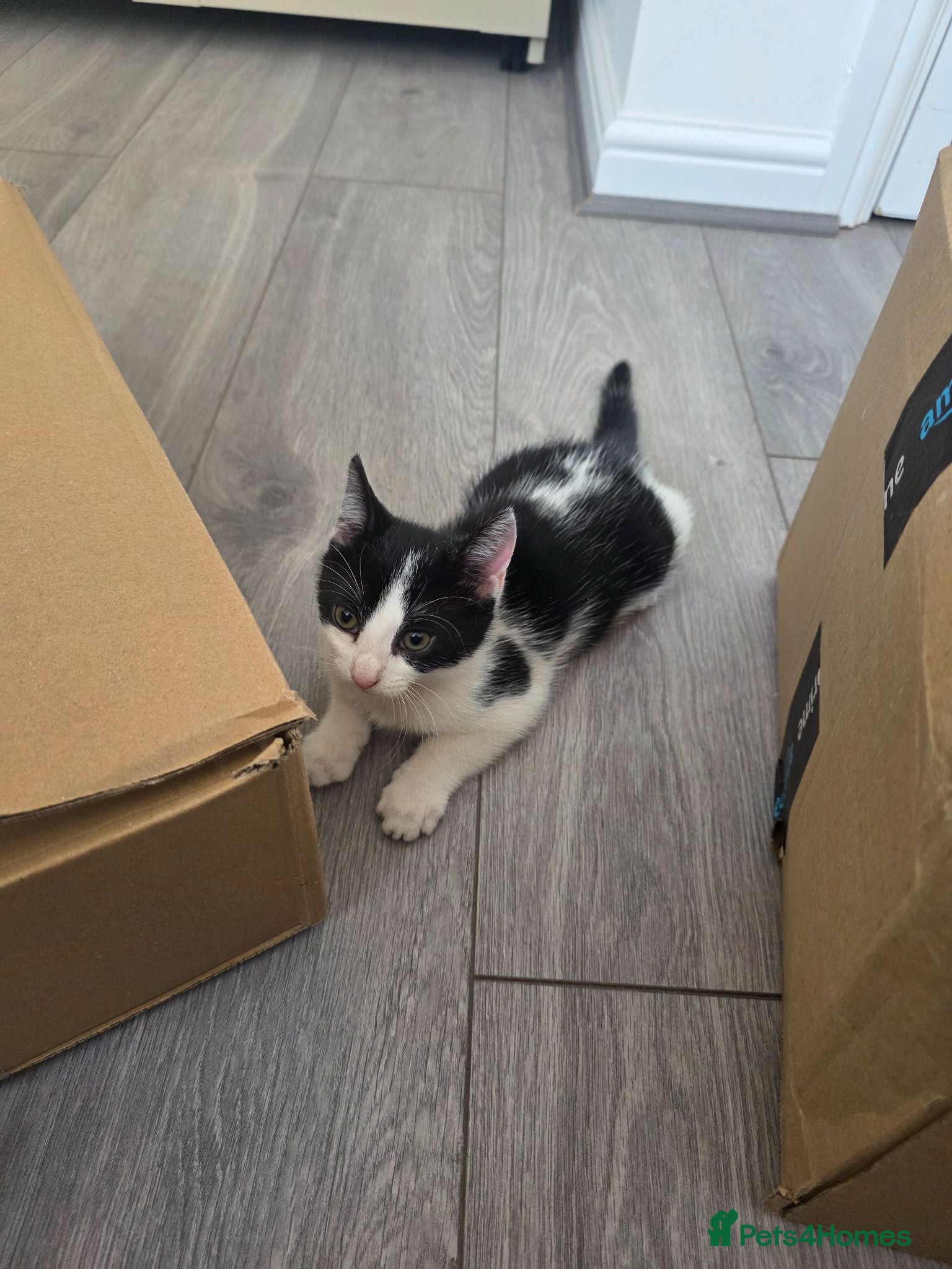 Mixed Breed cats 1 female kitten  - Advert 3