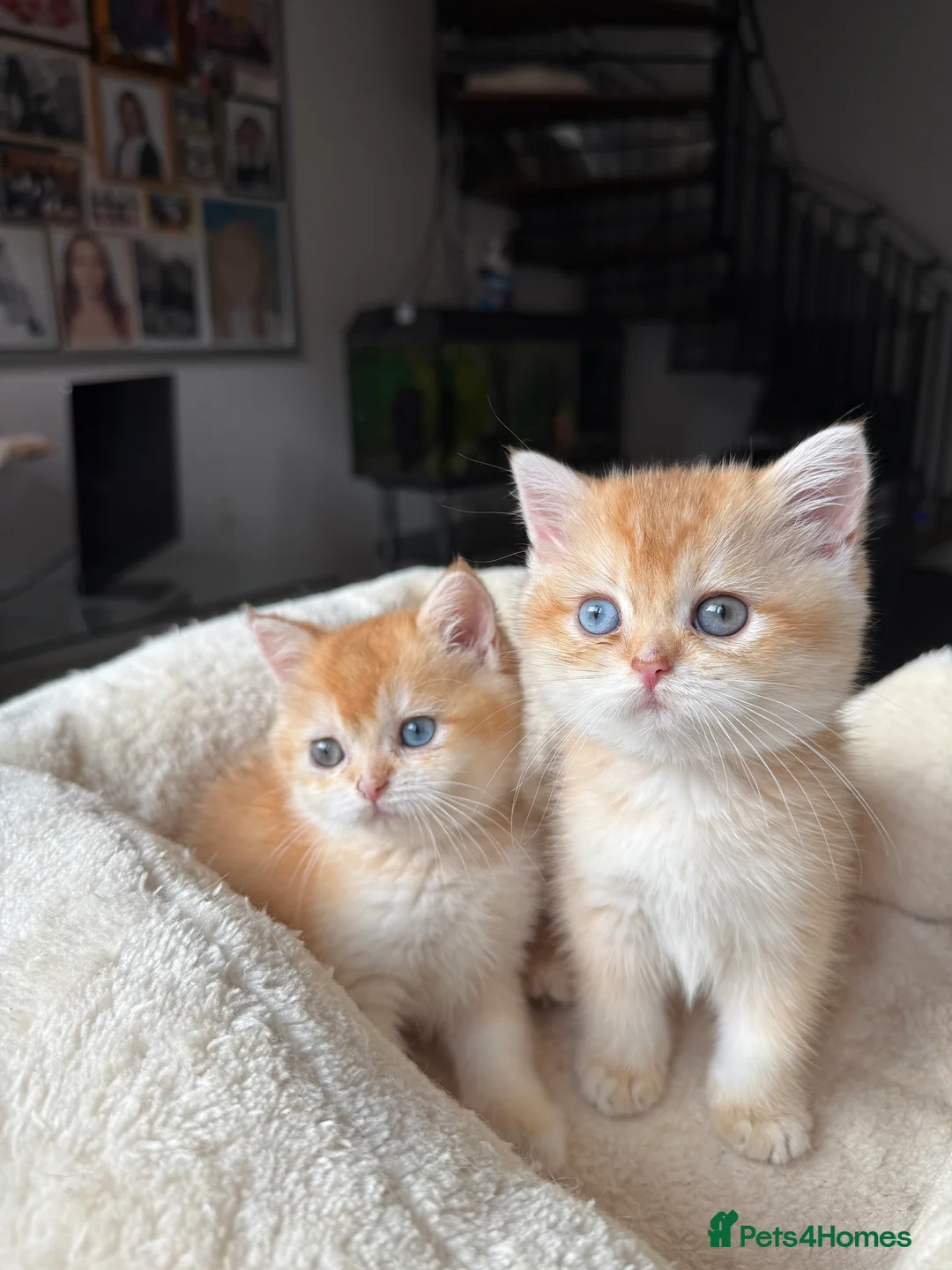 British Shorthair cats for sale: GCCF reg BSH Last Black Golden Female Kitten - Advert 19