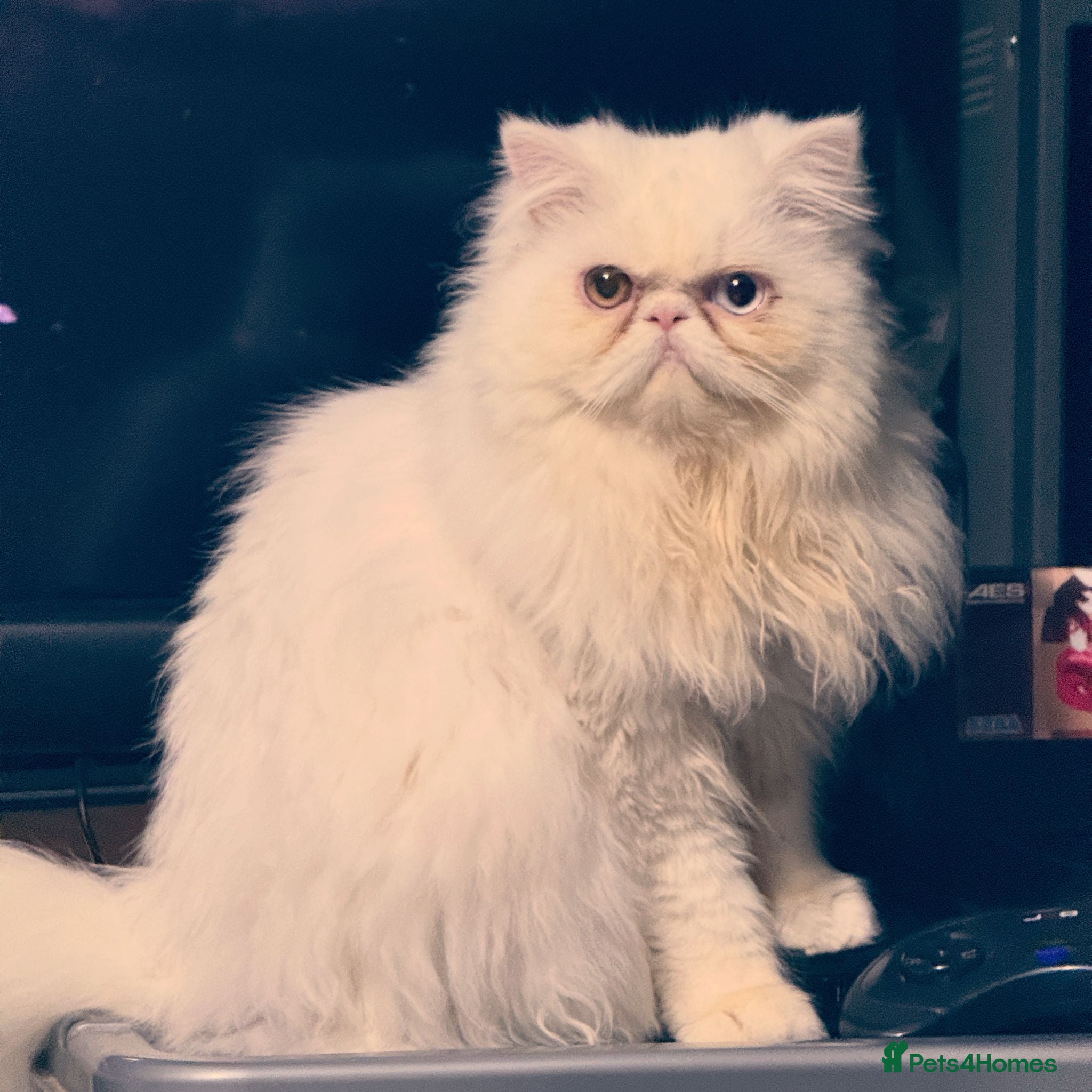 Persian cats White male Persian for sale - Advert 2