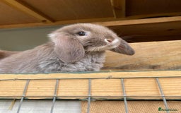 Mini Lop rabbits for sale: MINI LOP BUNNIES - PEDIGREE  - Image 11