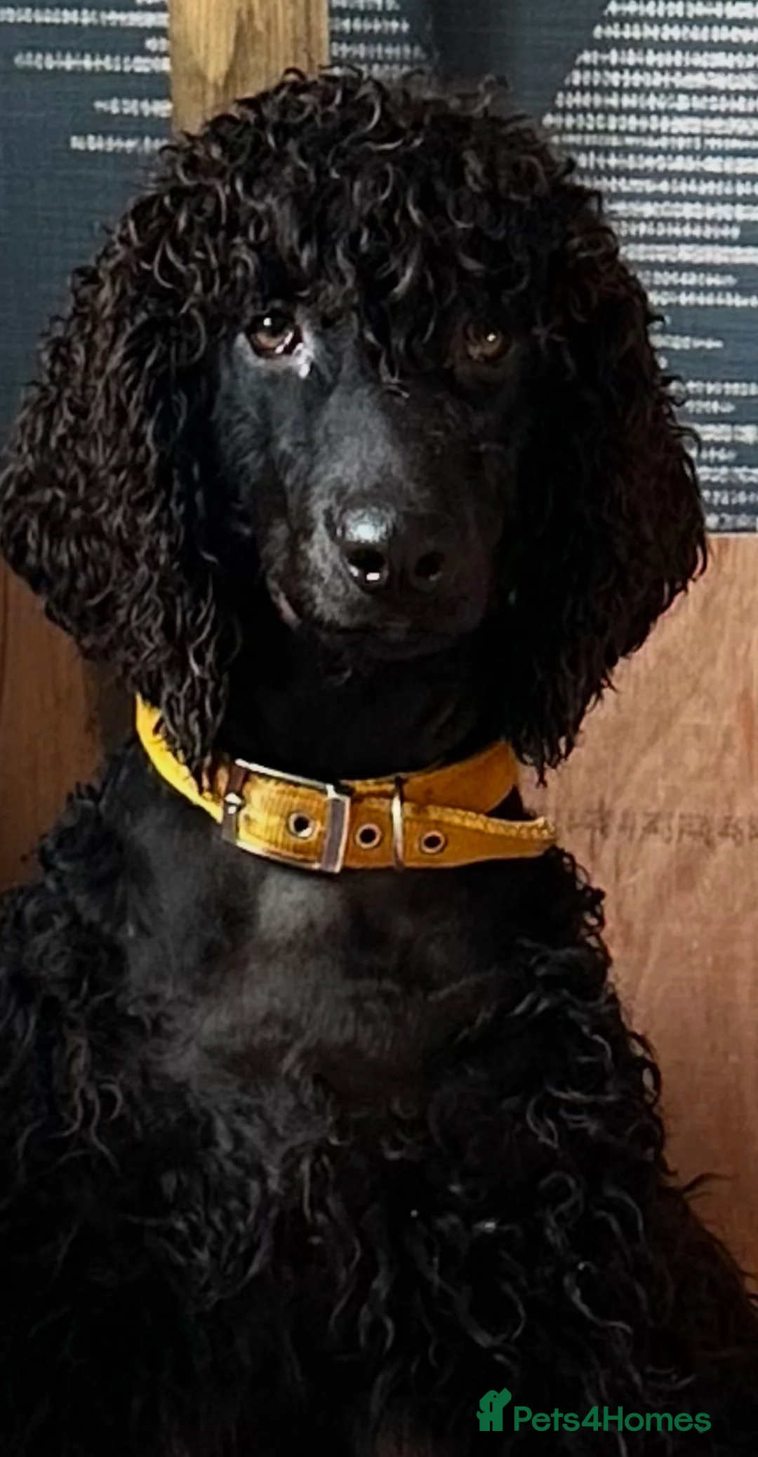 Irish Water Spaniel dogs for sale: Just 1 female Irish Water Spaniel  - Advert 4