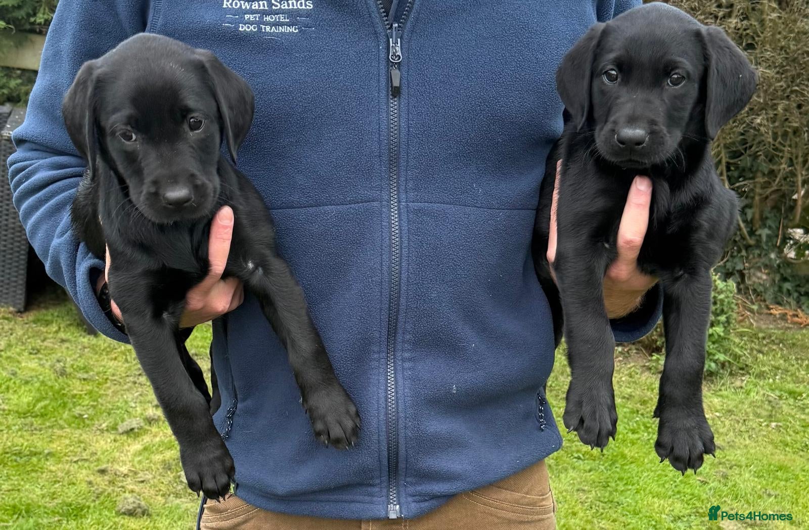 Labrador Retriever dogs for sale: KC Registered Black Labrador puppy-6 female 2 male - Advert 4