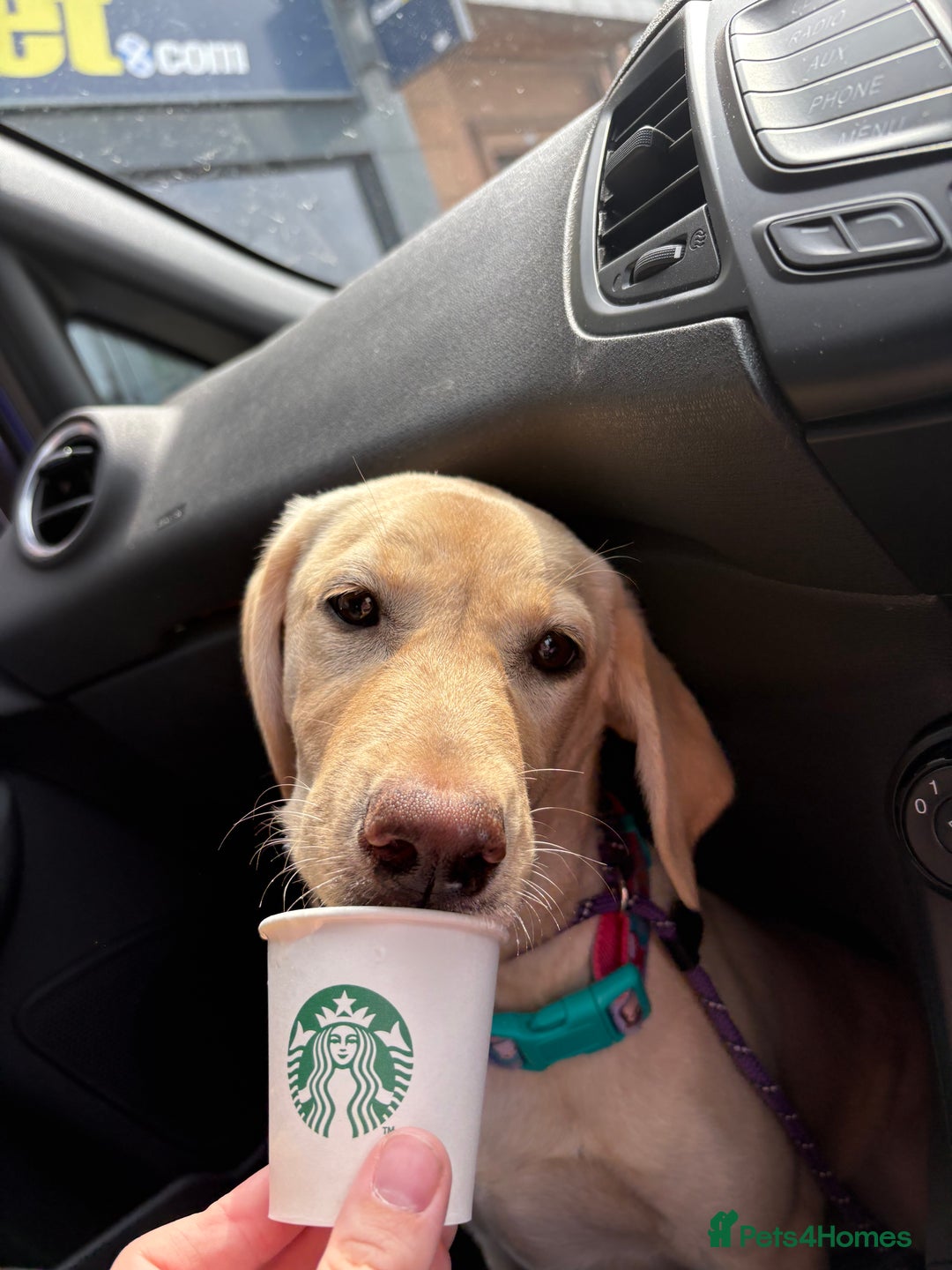 Labrador Retriever dogs for sale: 10 month old female yellow lab  - Image 1