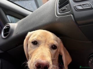 Labrador Retriever dogs for sale - Advert 1