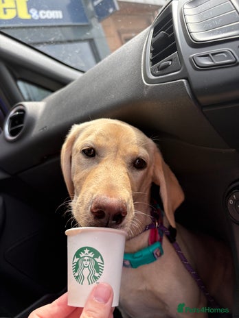 Labrador Retriever dogs - Advert 4