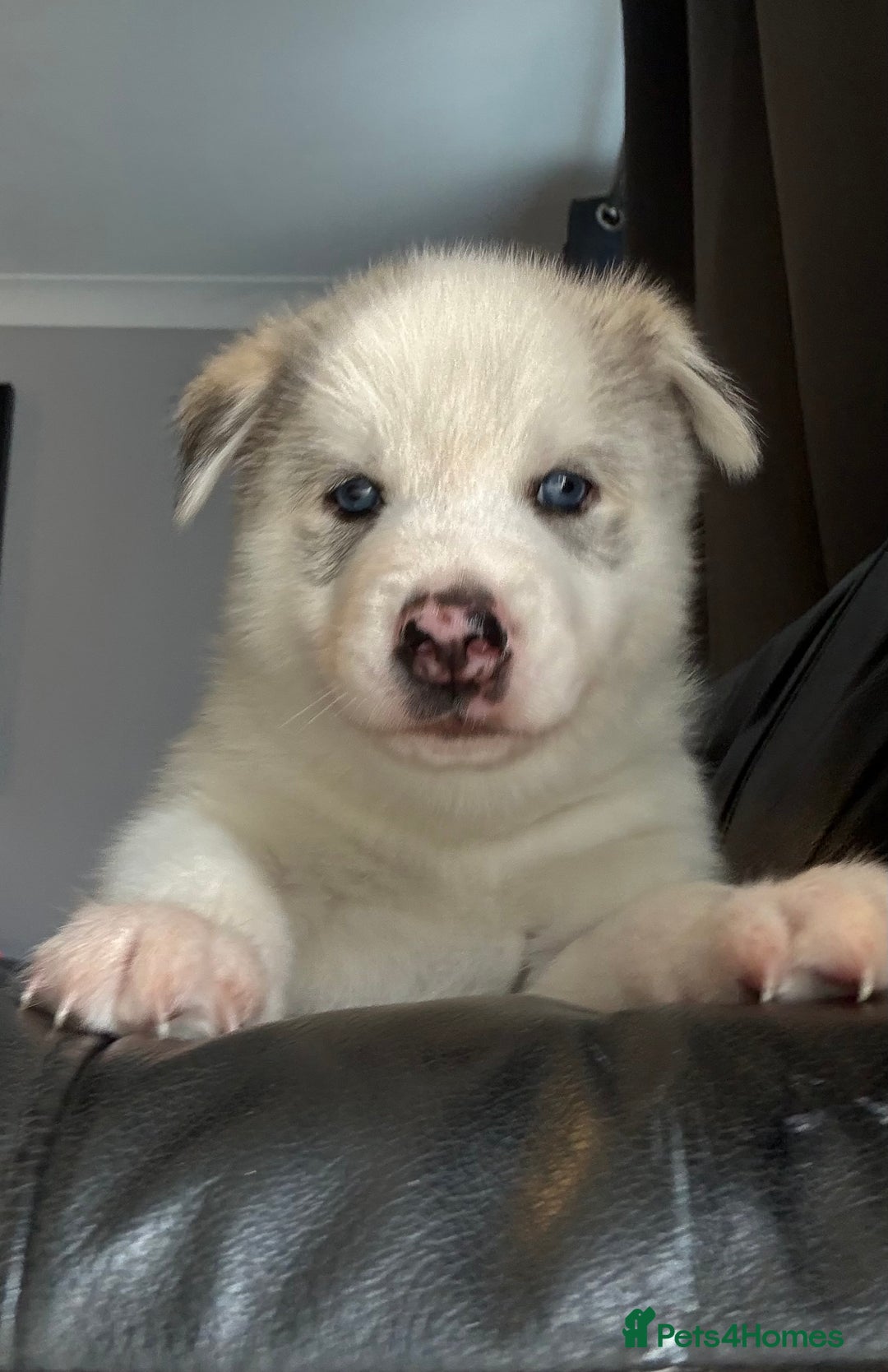 Siberian Husky dogs for sale: Siberian husky - Image 2