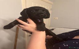 Cocker Spaniel dogs for sale: Working cocker spaniel 1 girls left  - Image 2