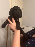 Cocker Spaniel dogs - Advert 1