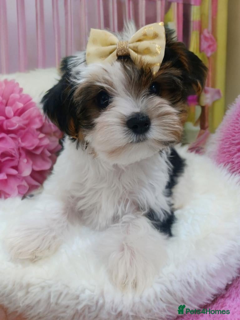 Biewer Terrier dogs Biewer & White Ocean Pearl Yorkie Puppies - Advert 1