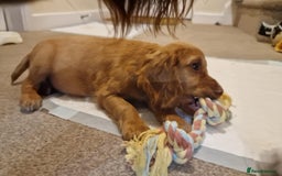 Cocker Spaniel dogs for sale: Working Cocker spaniel  - Image 2