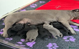 Staffordshire Bull Terrier dogs for sale: KC Registered Mr T & Luminastaffs Puppies - Image 7